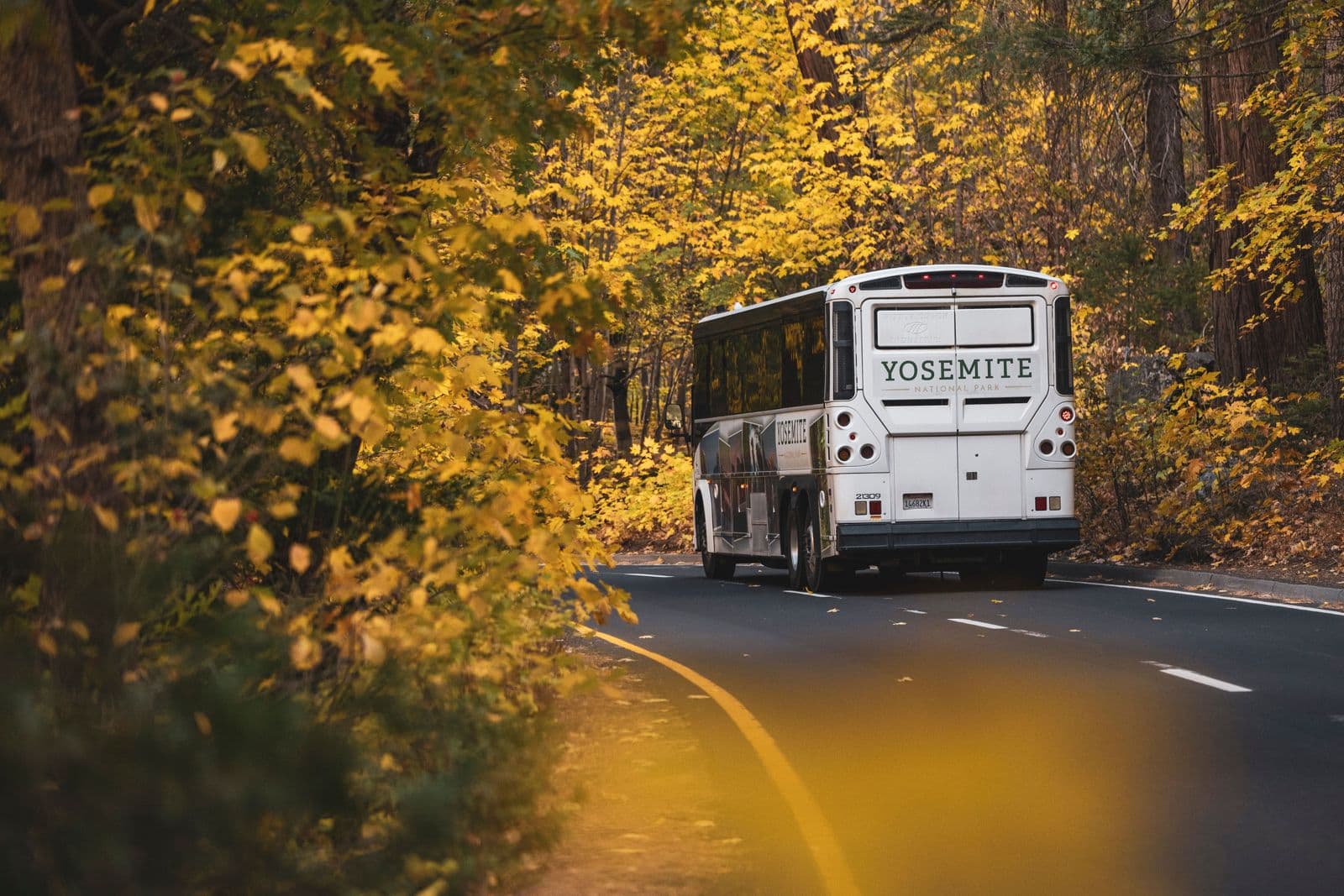 A bus drives through the vibrant autumn foliage in Yosemite National Park.